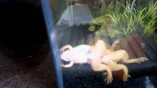 Amplexus of Albino African Clawed Frogs [upl. by Arlyn]