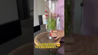 Así conservarás el cilantro por más tiempo 🤩 cocina hacks losabias [upl. by Tannie220]