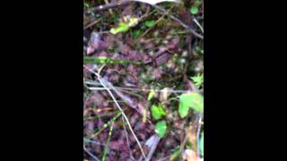 Sifton Bog Carnivorous Plants  Drosera Intermedia [upl. by Marmaduke]