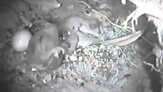 Honeyguide chick kills foster sibling [upl. by Yenaiv]