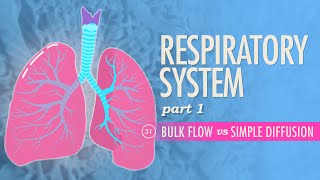 Respiratory System Part 1 Crash Course Anatomy amp Physiology 31 [upl. by Celle]