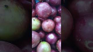 Seriales or Indian Plum shorts seriales indianplum fruits [upl. by Leith]