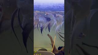 Feeding my angelfish [upl. by Abrahamsen]