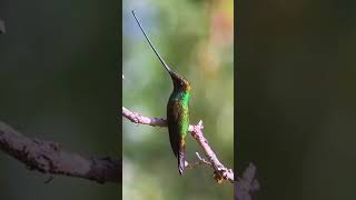 Colibrí PicoEspadaSwordbilled Hummingbird Ensifera ensifera [upl. by Gris782]