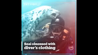 Seal attempts to steal diver’s clothing [upl. by Ardnazxela]