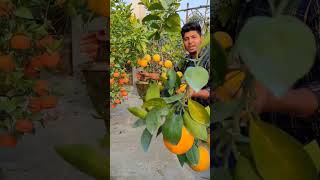 Gardener Friend Online Nursery Service garden rooftop shorts viral trending fruit plants [upl. by Camey]