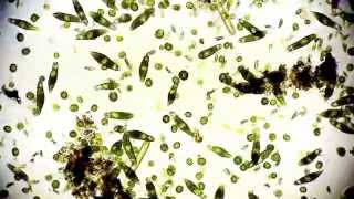 Mikroorganismen  microorganisms  Leben im Teich  life microcosmos 1080p Full HD [upl. by Ysus]