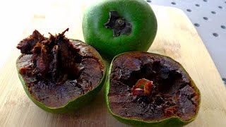 How to open and eat Black Sapote Cocolate Pudding Fruit [upl. by Sevart548]