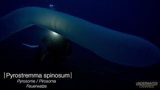 Impressive Pyrosome  Underwater Canaries [upl. by Aretta822]