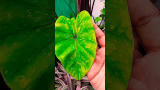 Colocasia plant available 🥰sale [upl. by Suirauqram]