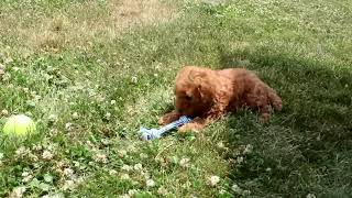 Miniature Labradoodle Puppies For Sale [upl. by Aiset303]