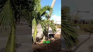 Hurricane Debbies Devastation Footage from St Armand Circle [upl. by Aruasor460]