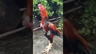 Parrot Beak Aseel Murga Fight [upl. by Nellda]