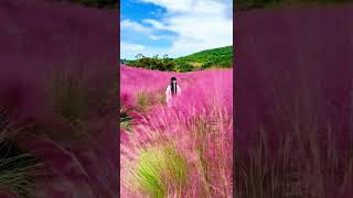 Pink Muhly Grass，Cloud Grass [upl. by Anihcak]