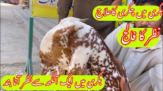 Listeriosis in Goat  Dr Mohsin [upl. by Nyladam]