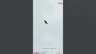 Blackwinged Kite Gliding in the sky [upl. by Guibert]