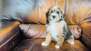 Autumn  Mini Aussiedoodle [upl. by Packton]