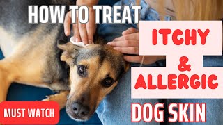 How To Treat Dogs Itchy and Allergic Skin  Remedies to Stop Itching and Allergic My Dog Supplement [upl. by Assilana]