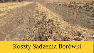 Sadzenie Borówki Jak Sadzić Borówkę Koszt Posadzenia 1ha Ściółkowanie Słomom BorówkaPolska [upl. by Berny]