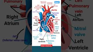 Heart Anatomy ♥️l Great Artery and vein of heart Heartvalve heartchamber shorts [upl. by Atinrev]