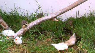 Zebra Finches in HD 10min video [upl. by Zrike]