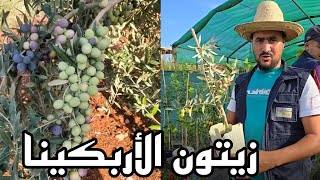 أحسن أصناف الزيتون إنتاجا للزيت زيتون أربكينا Arbequina Olive Oil [upl. by Jewelle]