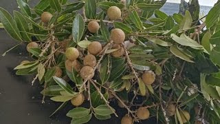 Mora harvesting Negombo in srilanka [upl. by Onirefez822]