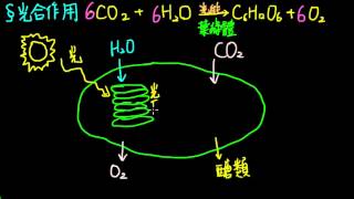 高一生物14觀念04光合作用光反應與碳反應 [upl. by Adnylg671]