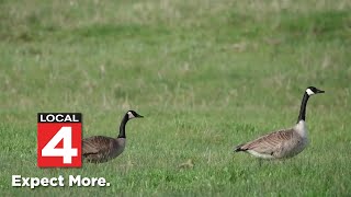 Why Michigan is now KILLING Canadian geese [upl. by Akived]