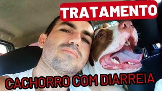 Como tratar CACHORRO com DIARRÉIA  Dica infalível [upl. by Rosalinde941]