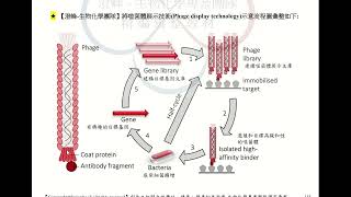 【澄軒生物化學線上課程】 細胞生物學 時事題  焦點  噬菌體展示技術 Phage display technology  實驗技術題型 [upl. by Forland3]