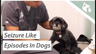 What Causes Seizures in Dogs Vlog 9 [upl. by Roderic]