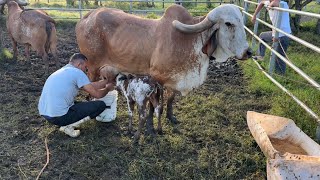 Poniendo a mamar el ternero Gyr recién nacido y vasiando la vaca [upl. by Airalednac]