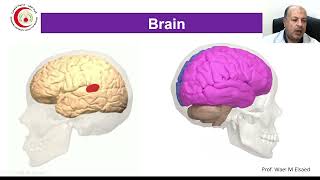 04 Cerebral hemisphere Brain sulci gyri amp cortical areas [upl. by Derreg]