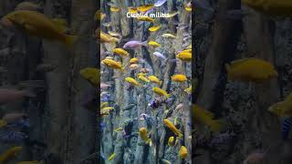 Cichlid cichlid megatank bxsea marinetank reef [upl. by Alburga]