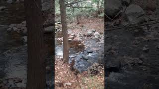 Scotties stream with Daisy Dog crunching leaves mainelife nature stream water dog [upl. by Ssor]