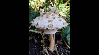 Parasol mushroom Wanstead Park London [upl. by Dor762]