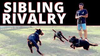 Are Your Dogs Attacking Each Other Heres what to do about it [upl. by Nav790]