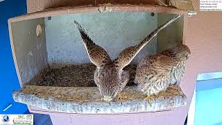 Cute Kestrel Nestlings Snuggle Up At The Nest [upl. by Ylrebnik994]