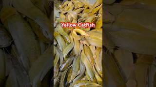 🎉 Harvesting Yellow Catfish in the Mekong Delta of Vietnam giathuysan mekong vietnam catfish [upl. by Lucretia]