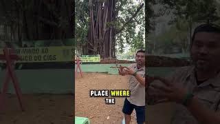 Heres Eddy explaining the parasite tree—a unique part of the Manaus landscape [upl. by Oilut]