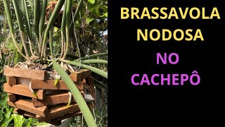 Como cultivar a brassávola nodosa no cachepô [upl. by Annwahs736]