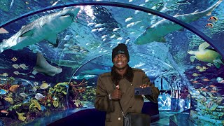 INSIDE CANADA BIGGEST AQUARIUM  “RIPLEYS AQUARIUM of CANADA 🦈🐟” [upl. by Htabazile799]