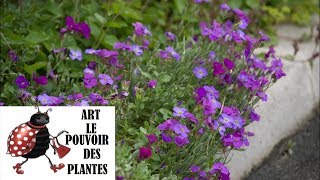 Tuto jardinage Aubrieta Cascade Purple photos de fleurs et de plantes vivaces [upl. by Eliam]