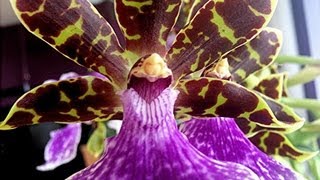 Orchid Care and culture  tips on potting watering and reblooming Zygopetalum and similar Orchids [upl. by Airtal]