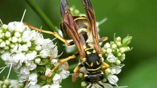 Polistes sp with Xenos vesparum Strepsiptera 1 [upl. by Lewin600]