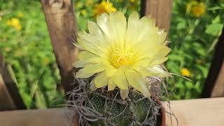 Astrophytum capricorne crassispinoides in bloom July 2024 [upl. by Lorrimor788]