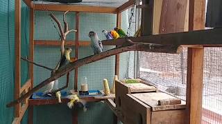 Experimen  Lovebird dan kenari dalam satu koloni hemat waktu untung jutaan [upl. by Rolo161]