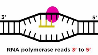 Transcription and Translation From DNA to Protein [upl. by Mundy]