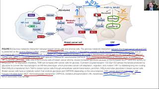 What difference between Warburg amp Reverse Warburg effect in cancer [upl. by Mariam]